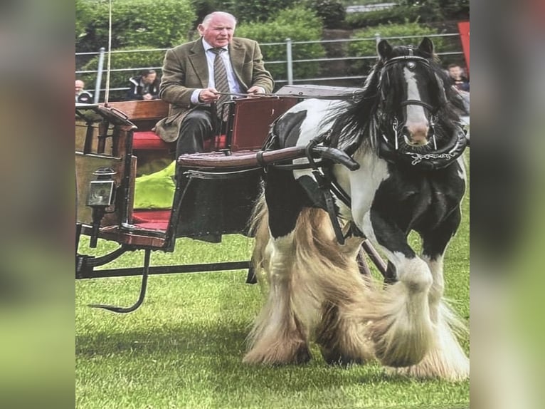 Cob Wallach 9 Jahre 138 cm Tobiano-alle-Farben in Newry