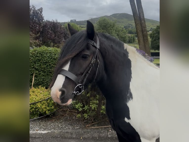 Cob Wallach 9 Jahre 138 cm Tobiano-alle-Farben in Newry