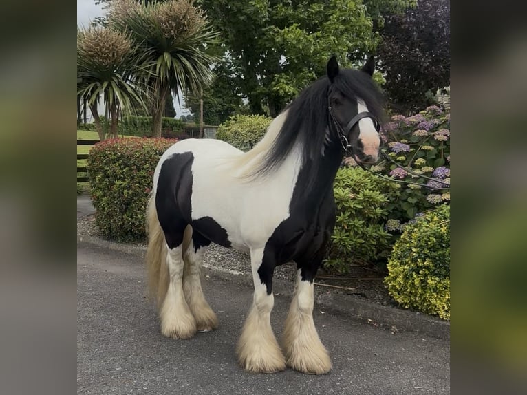 Cob Wallach 9 Jahre 138 cm Tobiano-alle-Farben in Newry