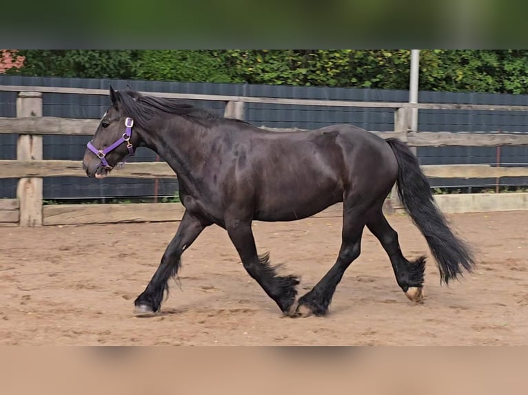 Cob Wallach 9 Jahre 146 cm Rappe in Lauenhagen Lauenhagen