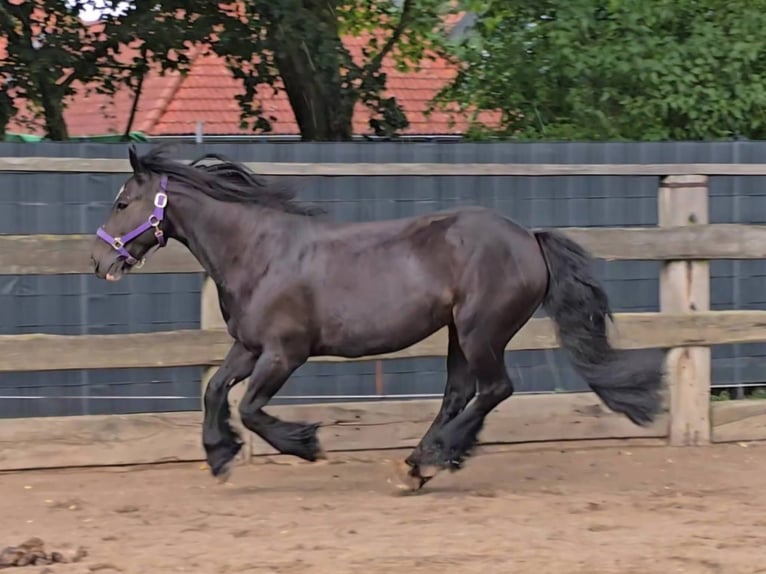 Cob Wallach 9 Jahre 146 cm Rappe in Lauenhagen Lauenhagen