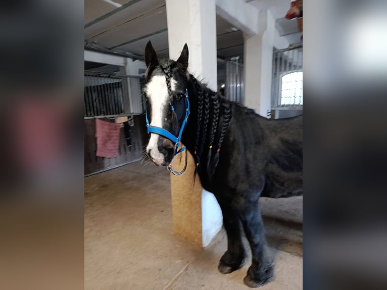 Cob Wallach 9 Jahre 146 cm Rappe in Lauenhagen Lauenhagen