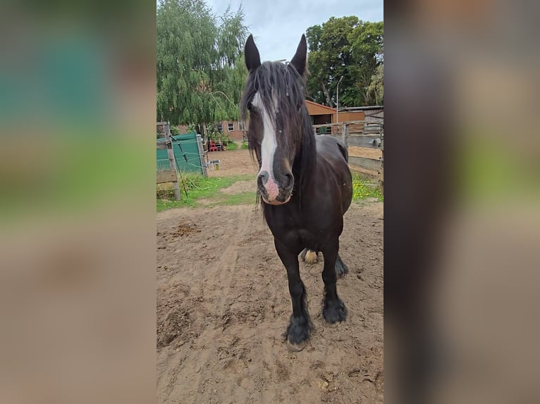 Cob Wallach 9 Jahre 146 cm Rappe in Lauenhagen Lauenhagen