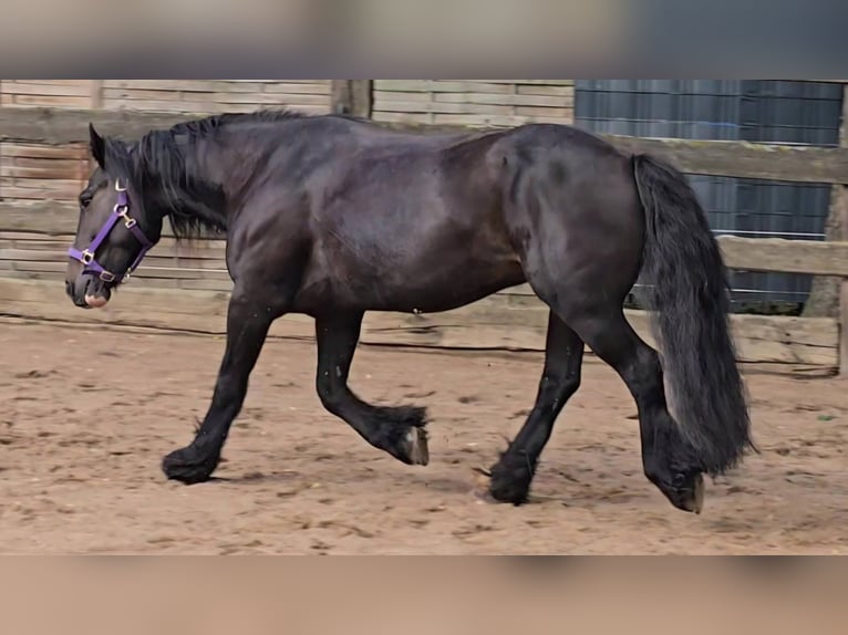 Cob Wallach 9 Jahre 146 cm Rappe in Lauenhagen Lauenhagen