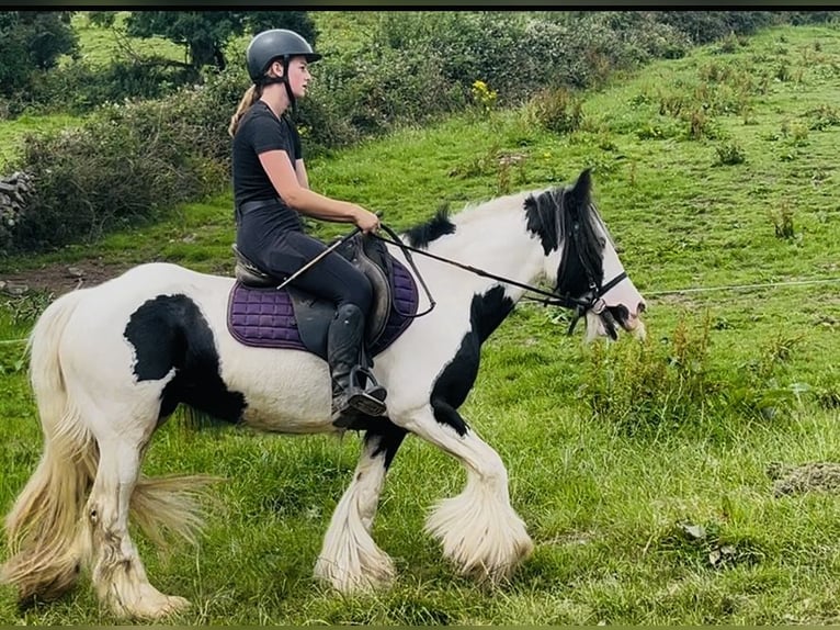 Cob Yegua 4 años 140 cm Pío in Sligo