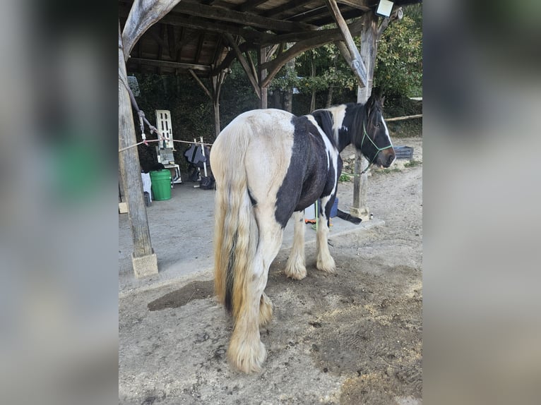 Cob Yegua 4 años 148 cm Palomino in Vitrac