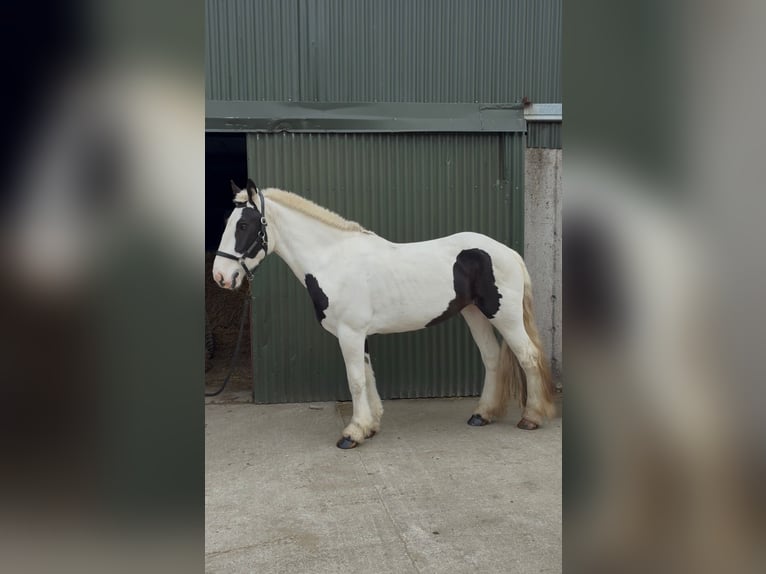 Cob Yegua 4 años 154 cm Pío in Sligo