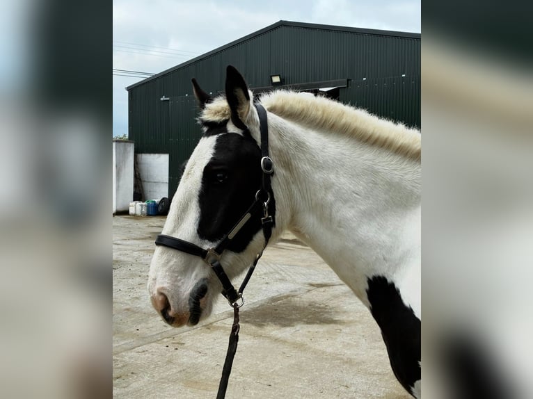 Cob Yegua 4 años 154 cm Pío in Sligo