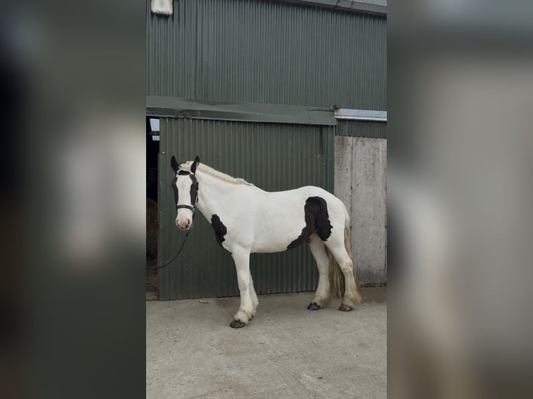 Cob Yegua 4 años 154 cm Pío in Sligo