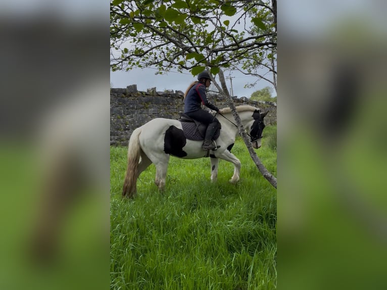 Cob Yegua 4 años 154 cm Pío in Sligo