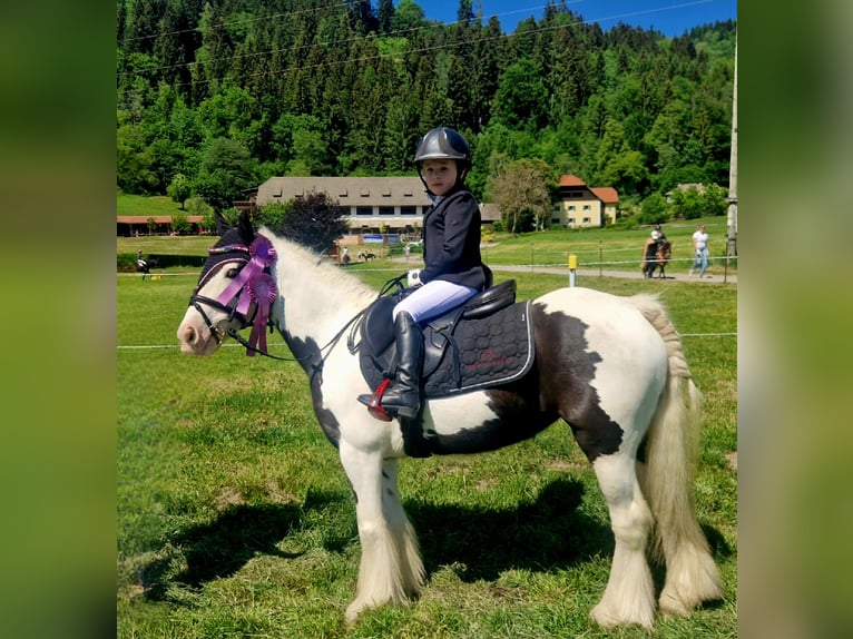 Cob Yegua 5 años 127 cm Pío in Gummern
