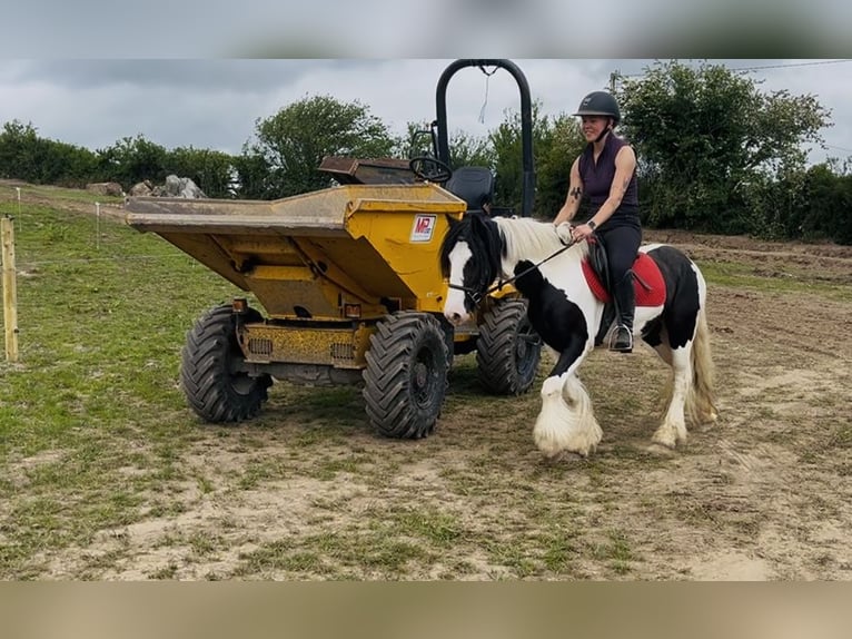 Cob Yegua 5 años 138 cm Pío in Sligo