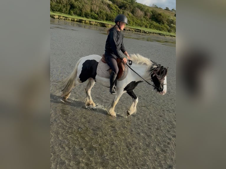 Cob Yegua 5 años 138 cm Pío in Sligo