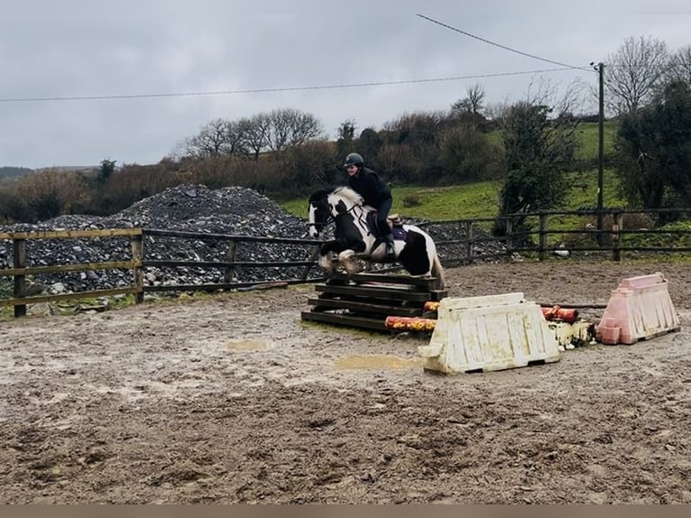 Cob Yegua 5 años 143 cm Pío in Sligo