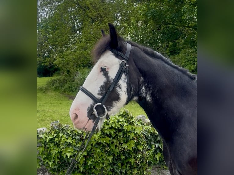 Cob Yegua 5 años 148 cm Negro in Newry