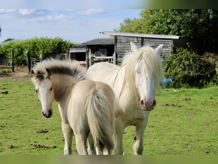 Cob Yegua 5 años 150 cm Cremello in Bridgwater, Somerset