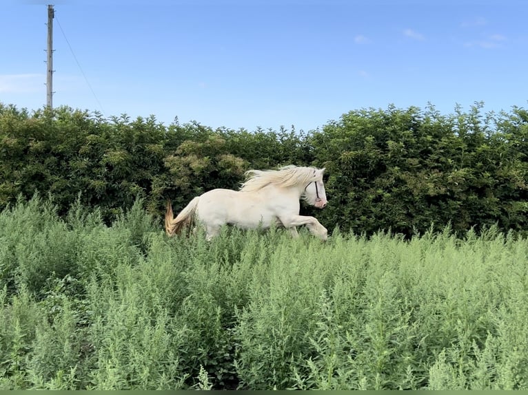 Cob Yegua 5 años 150 cm Cremello in Bridgwater, Somerset