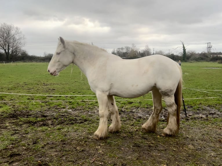 Cob Yegua 5 años 150 cm Cremello in Bridgwater, Somerset