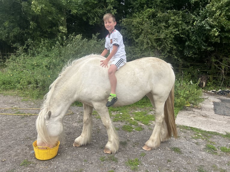 Cob Yegua 5 años 150 cm Cremello in Bridgwater, Somerset
