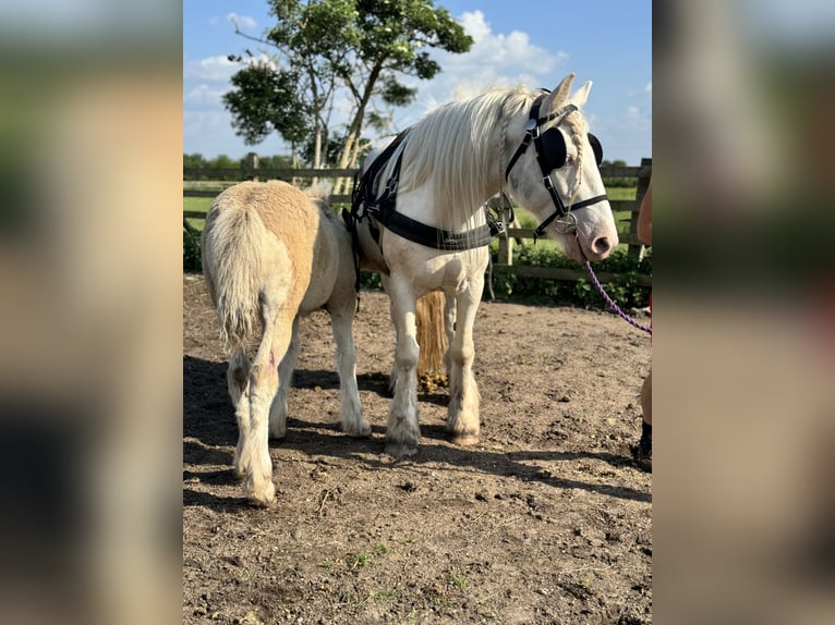 Cob Yegua 5 años 150 cm Cremello in Bridgwater, Somerset