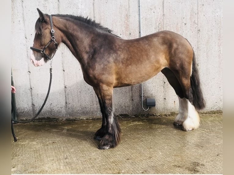 Cob Yegua 5 años 153 cm Castaño in Sligo