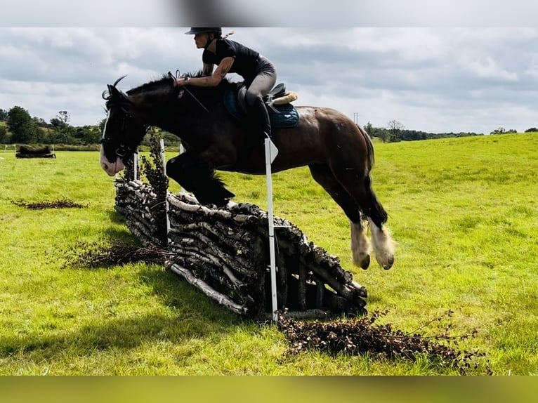 Cob Yegua 5 años 153 cm Castaño in Sligo
