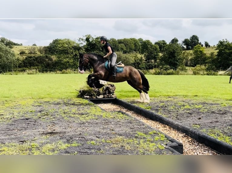 Cob Yegua 5 años 153 cm Castaño in Sligo