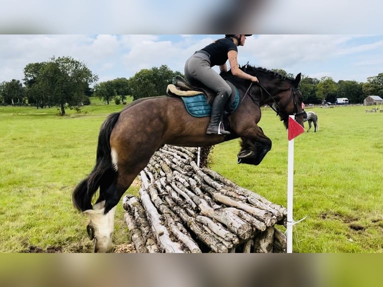 Cob Yegua 5 años 153 cm Castaño in Sligo