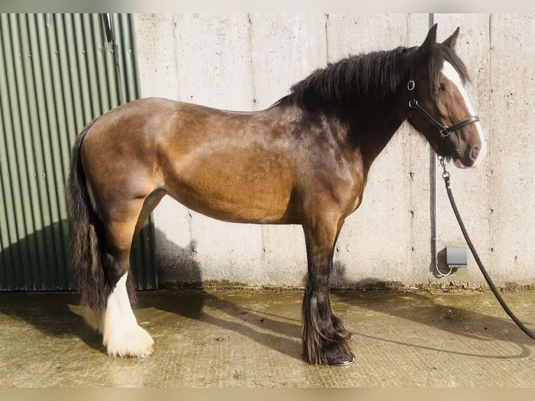 Cob Yegua 5 años 153 cm Castaño in Sligo