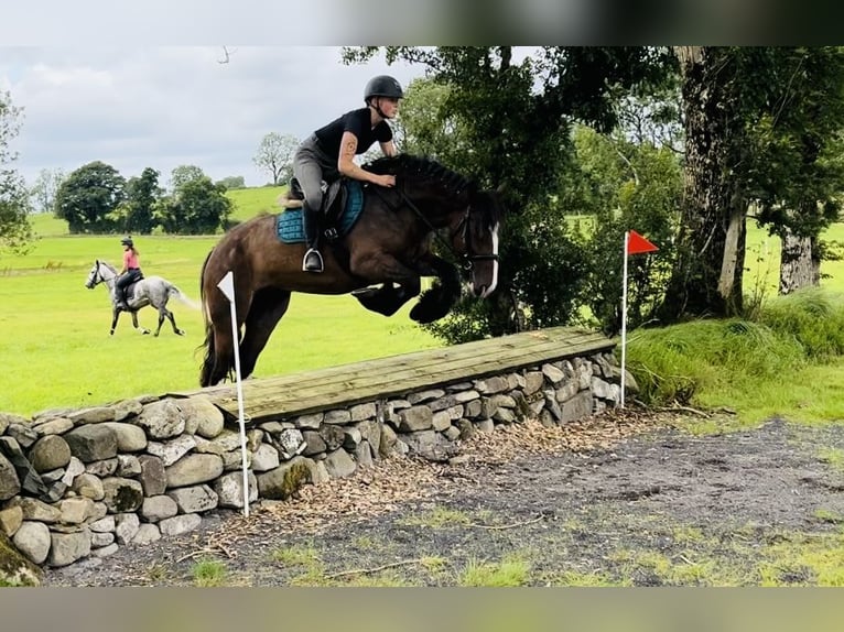 Cob Yegua 5 años 153 cm Castaño in Sligo