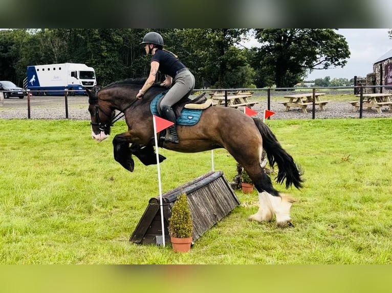 Cob Yegua 5 años 153 cm Castaño in Sligo