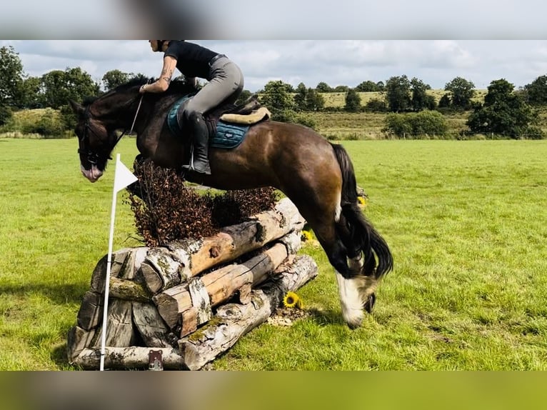 Cob Yegua 5 años 153 cm Castaño in Sligo