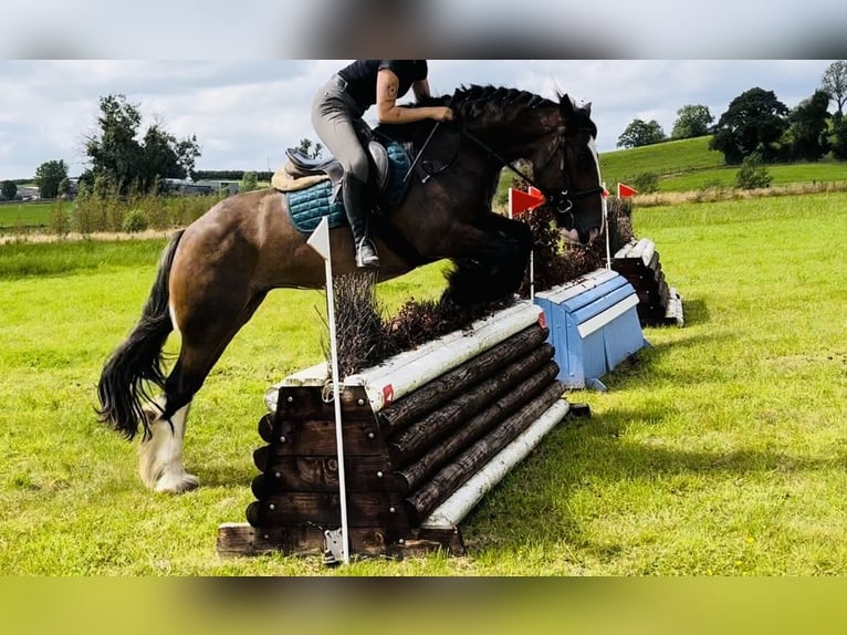Cob Yegua 5 años 153 cm Castaño in Sligo