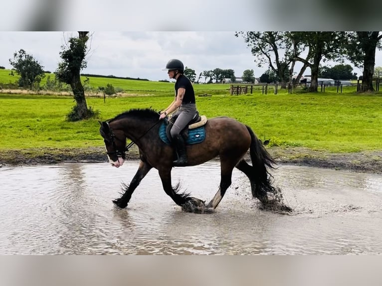 Cob Yegua 5 años 153 cm Castaño in Sligo