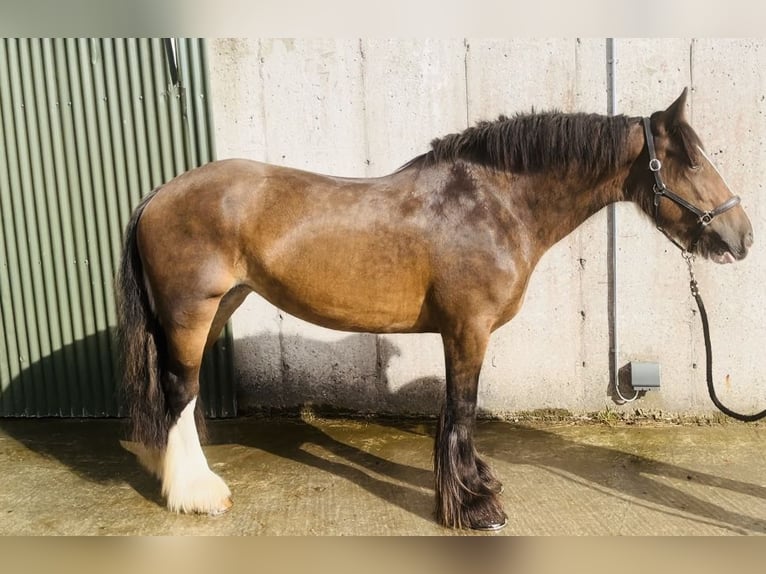 Cob Yegua 5 años 153 cm Castaño in Sligo