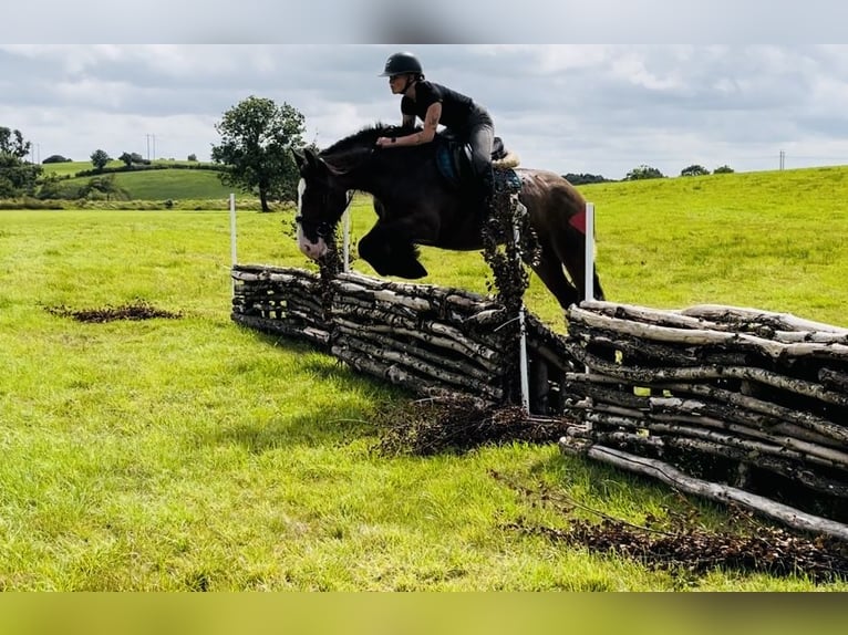 Cob Yegua 5 años 153 cm Castaño in Sligo