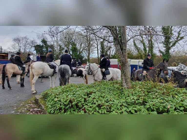 Cob Yegua 5 años in Leitrim