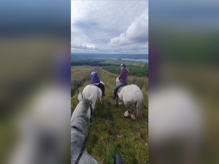 Cob Yegua 5 años in Leitrim