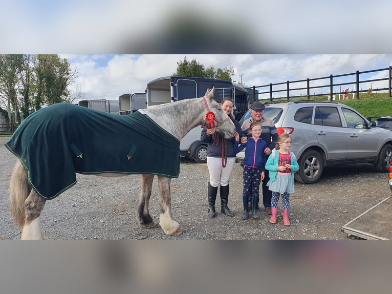 Cob Yegua 5 años in Leitrim