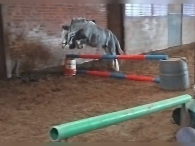 Cob Yegua 6 años 128 cm Ruano azulado in Cheshire