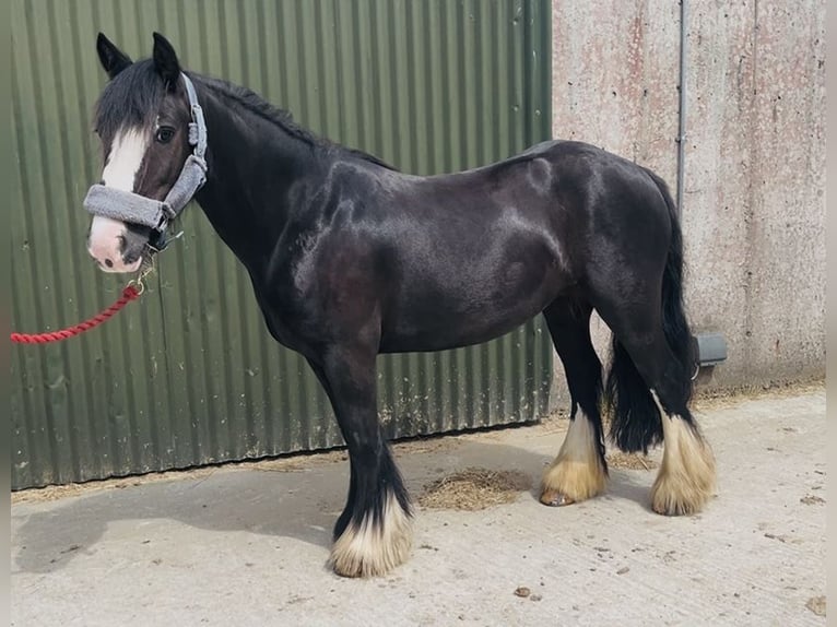 Cob Yegua 6 años 135 cm Negro in Sligo