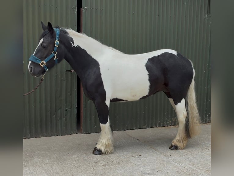 Cob Yegua 6 años 136 cm Pío in Sligo