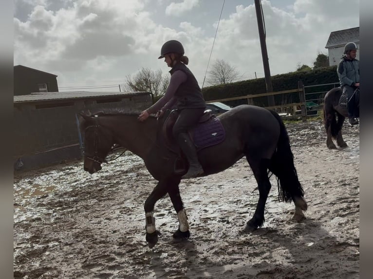 Cob Yegua 6 años 146 cm Castaño in Sligo