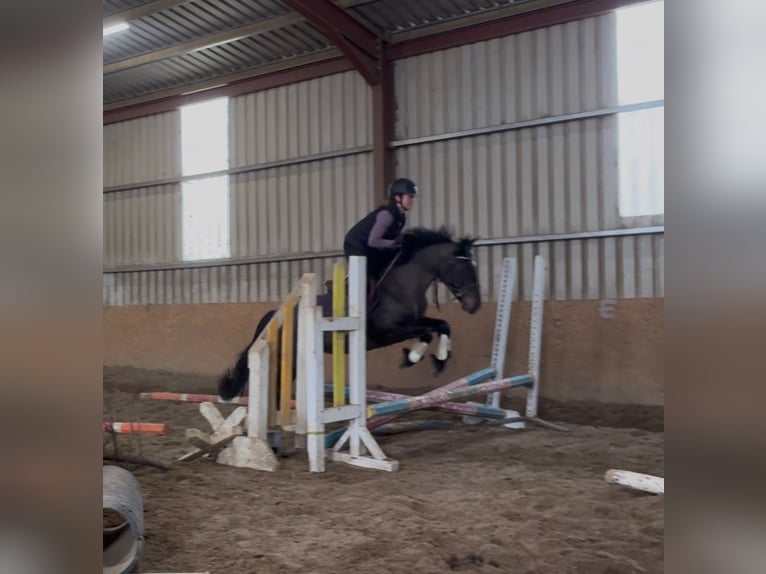 Cob Yegua 6 años 146 cm Castaño in Sligo
