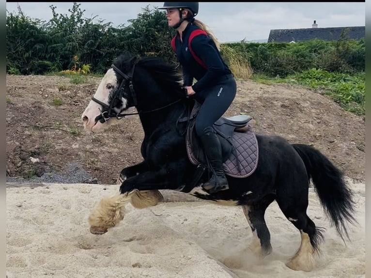 Cob Yegua 7 años 130 cm Negro in Sligo
