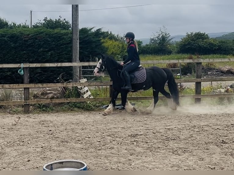 Cob Yegua 7 años 130 cm Negro in Sligo