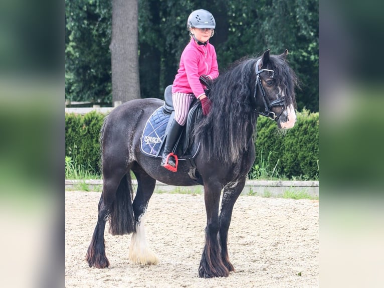 Cob Yegua 7 años 138 cm Castaño in Hopsten