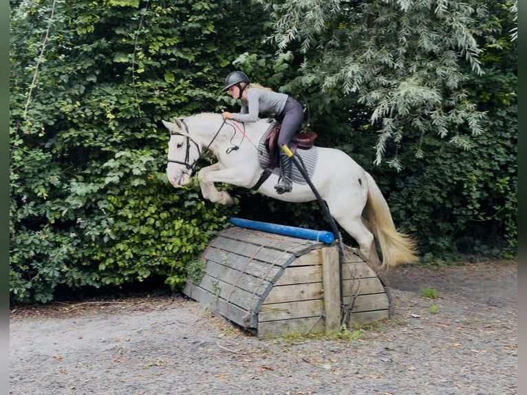 Cob Yegua 7 años 142 cm Tordo picazo in Mountrath, Co. Laois