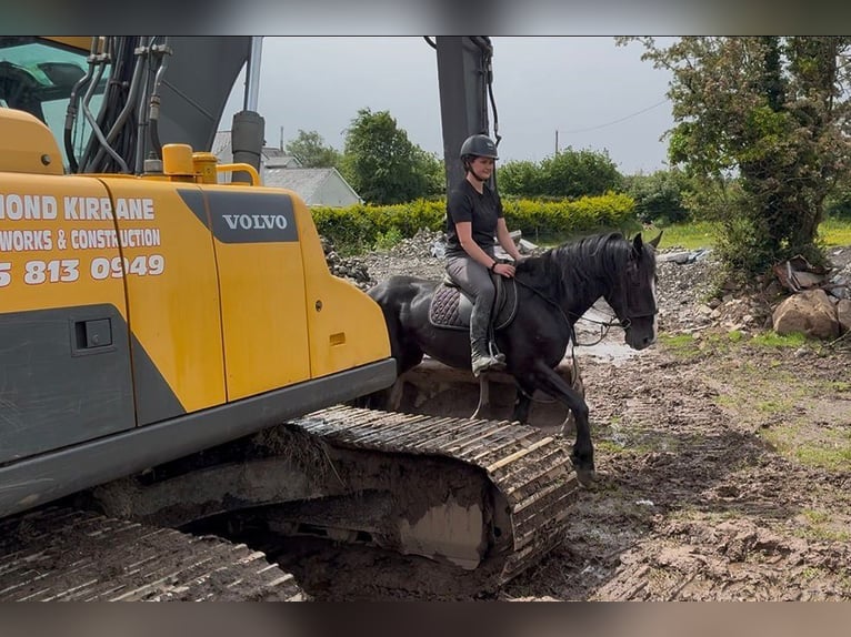 Cob Yegua 8 años 156 cm Negro in Sligo