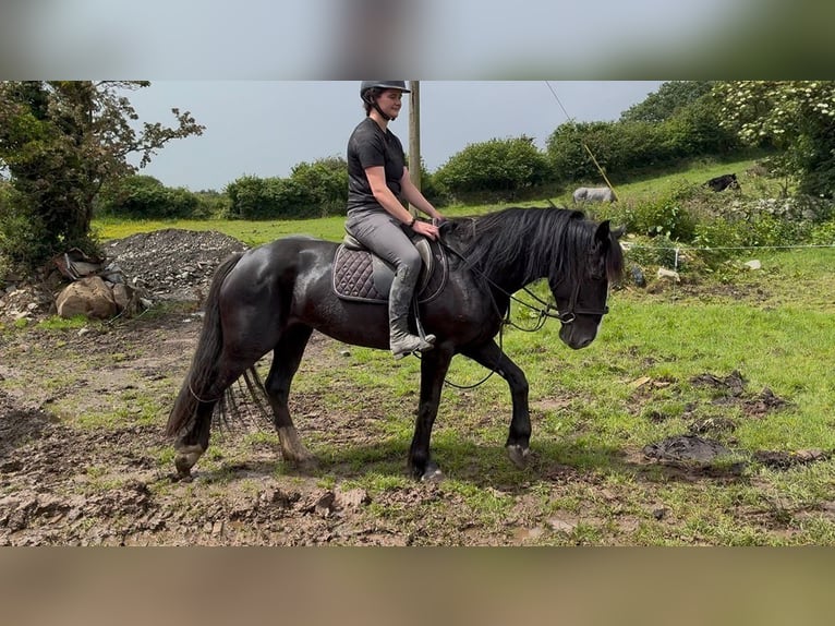 Cob Yegua 8 años 156 cm Negro in Sligo